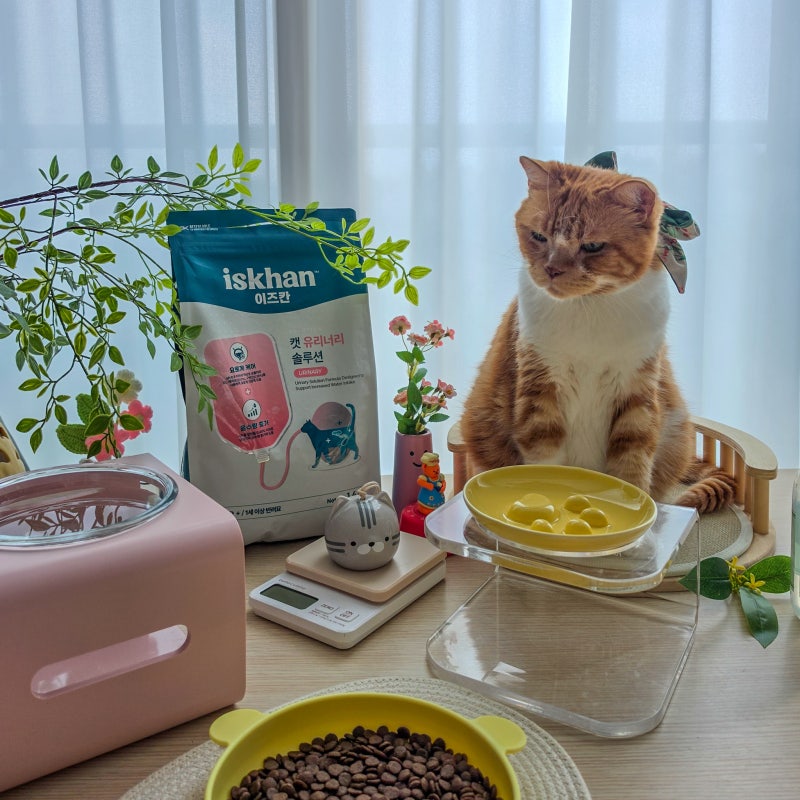 고양이 신부전 단계별 증상 노령묘 음수량 관리가 중요한 이유