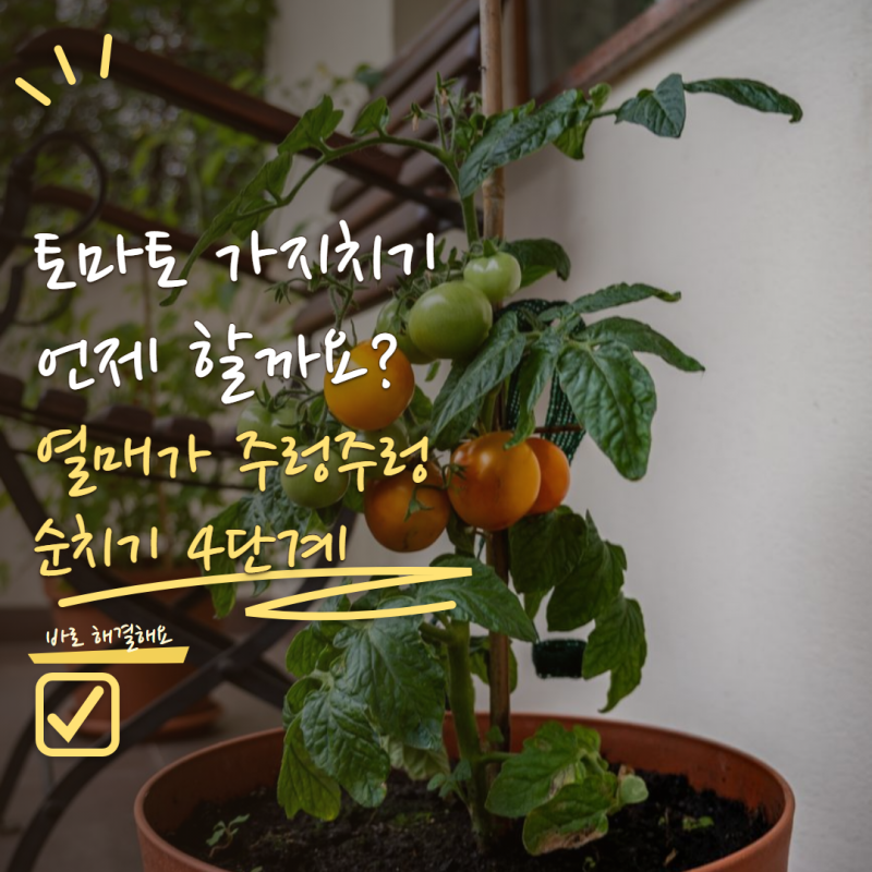 방울토마토 가지치기 언제 해야 할까? 열매 잘 맺게 하는 순치기 4단계