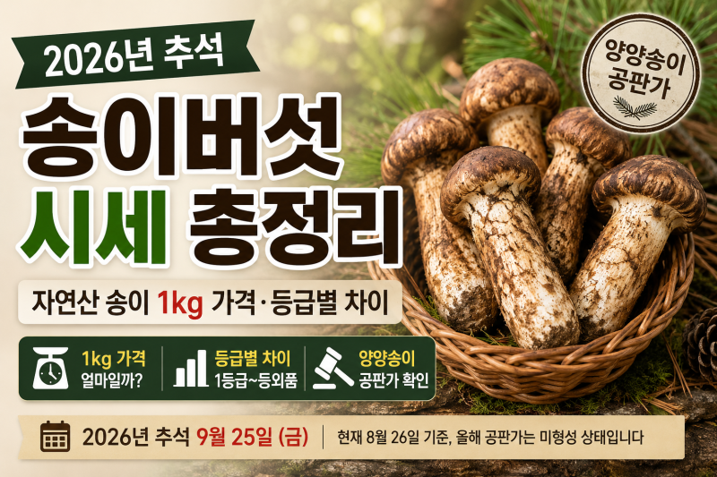 2026년 추석 송이버섯 시세 총정리, 자연산 송이 1kg 가격·등급별 차이·양양송이 공판가
