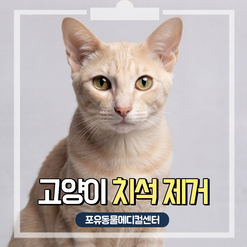 고양이 치석, 간식과 스프레이로 예방할 수 있을까? 올바른 치석제거 방법은?