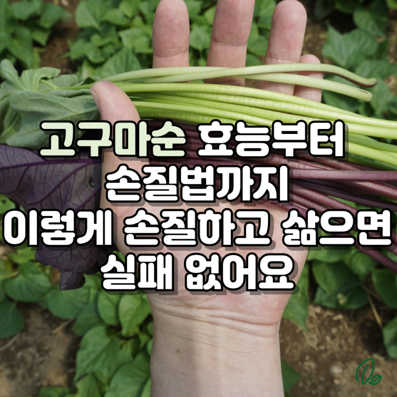 고구마순 효능부터 손질법까지, 여름 보양 나물 제대로 즐기는 법