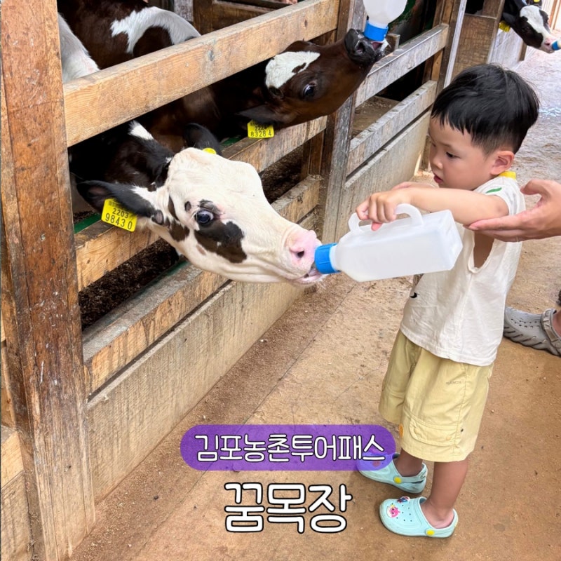 김포 꿈목장 체험 아이랑 가볼만한곳 김포농촌투어패스