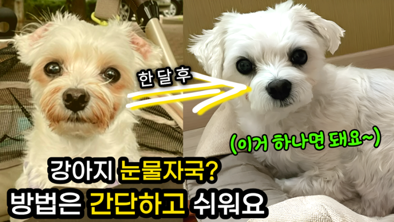 강아지 눈물자국 없애는 방법, 수년간 몰랐던 진짜 원인