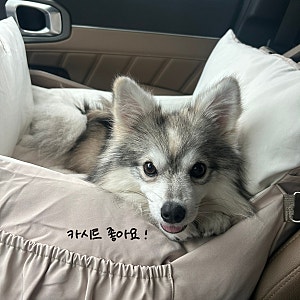 강아지 카시트 추천 슈퍼펫 세이프쉴드 이동가방 내돈내산 후기