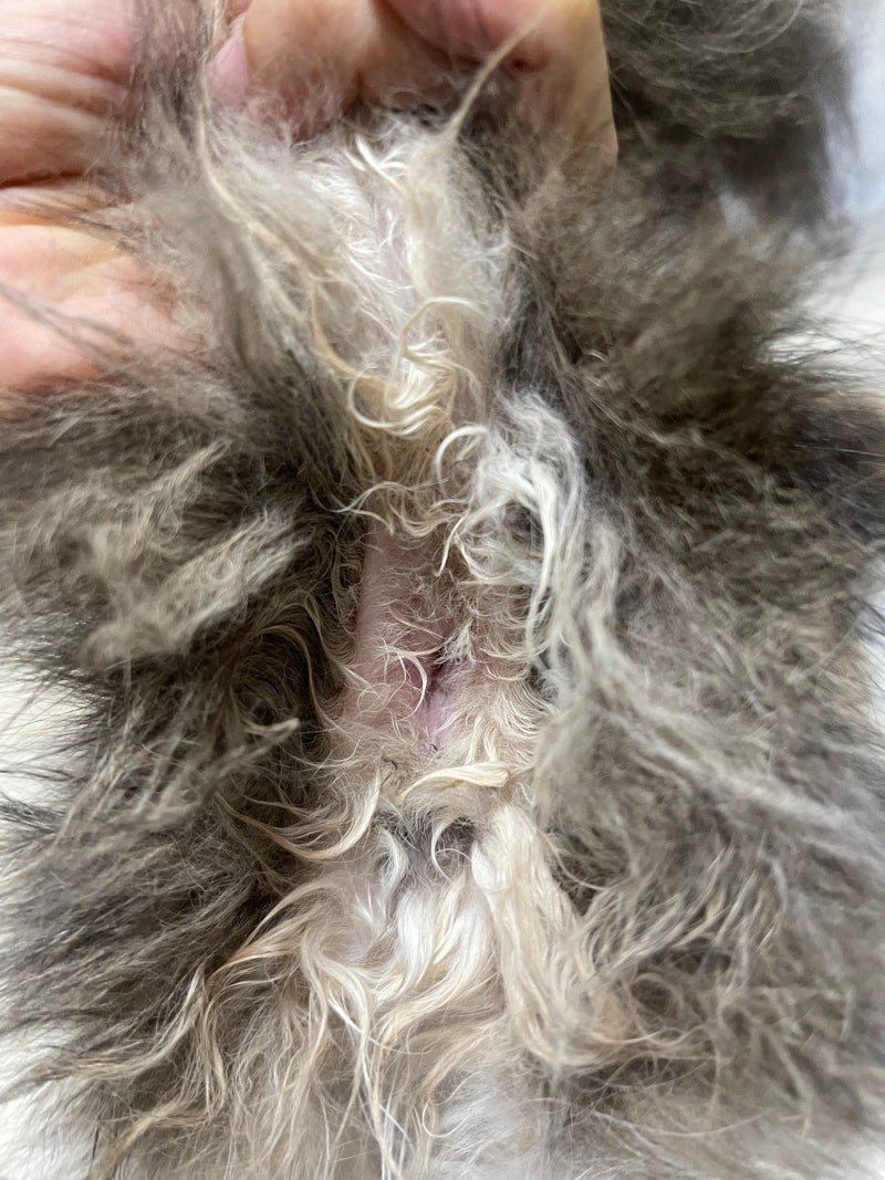 고양이 항문 부음은 항문낭 막힘 때문이었어요 | 항문낭 처치 후기
