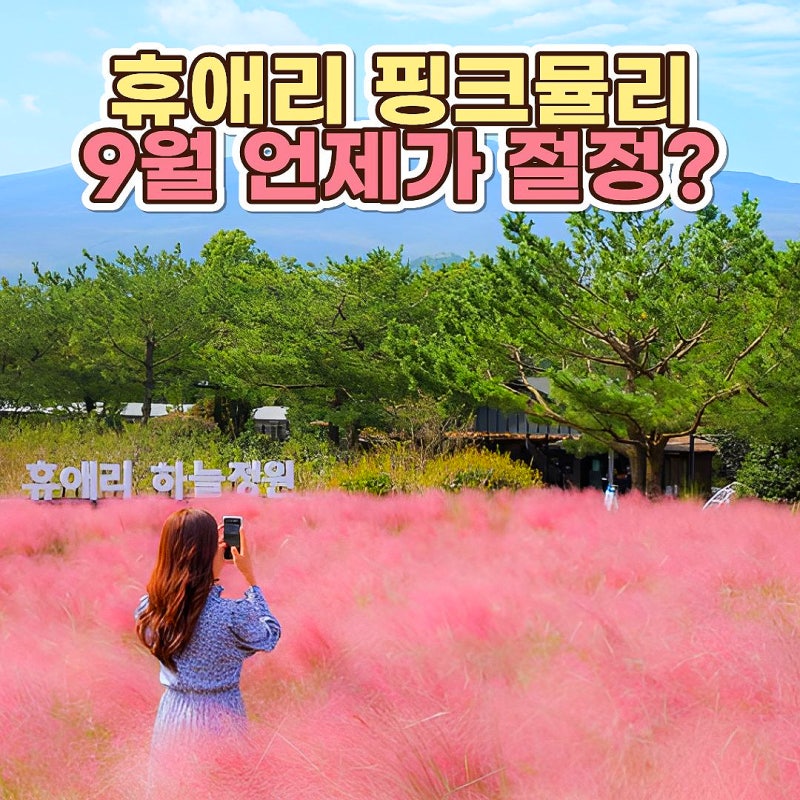 2026 제주 휴애리 핑크뮬리 개화시기, 9월 언제가 절정? 입장료·주차 총정리