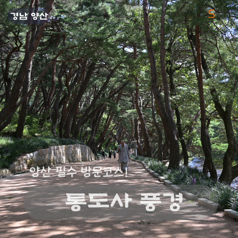 양산 통도사 풍경 무풍한송로 계곡 템플스테이 주차 정보 총정리