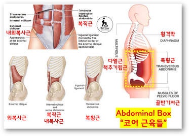 몸의 중심을 잡는 힘! 코어운동의 정의와 중요성 총정리