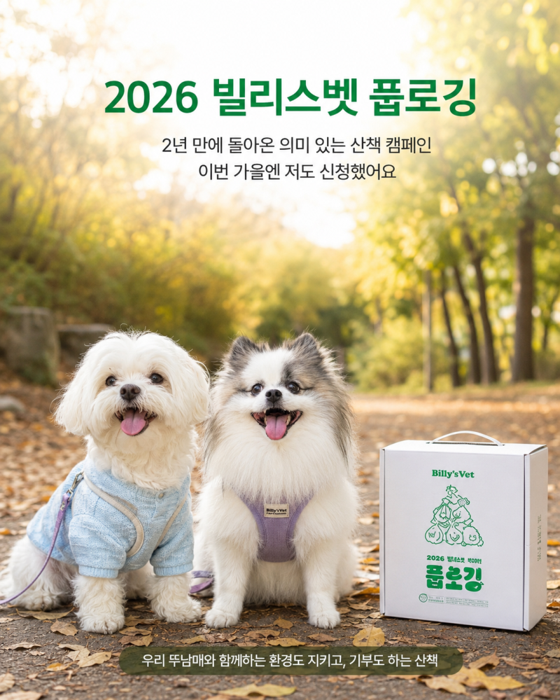 2년 만에 돌아온 빌리스벳풉로깅, 2026풉로깅 신청 후기