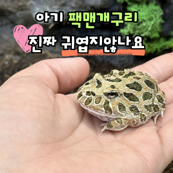 팩맨 개구리 키우기, 수명 먹이 분양 주의점