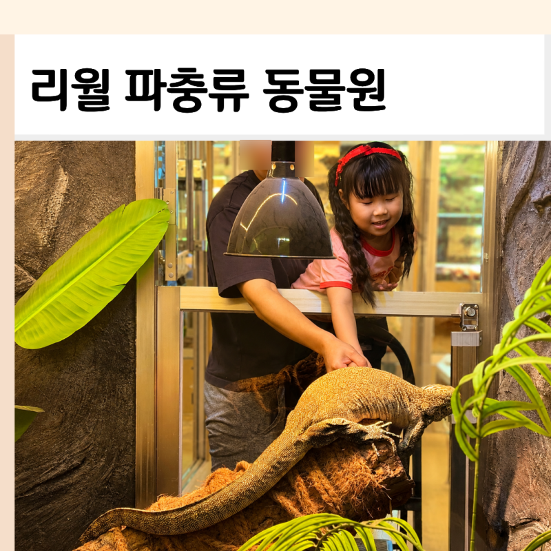 부산아기랑갈만한곳 실내 부산 파충류 동물원 리월 (먹이주기 체험)
