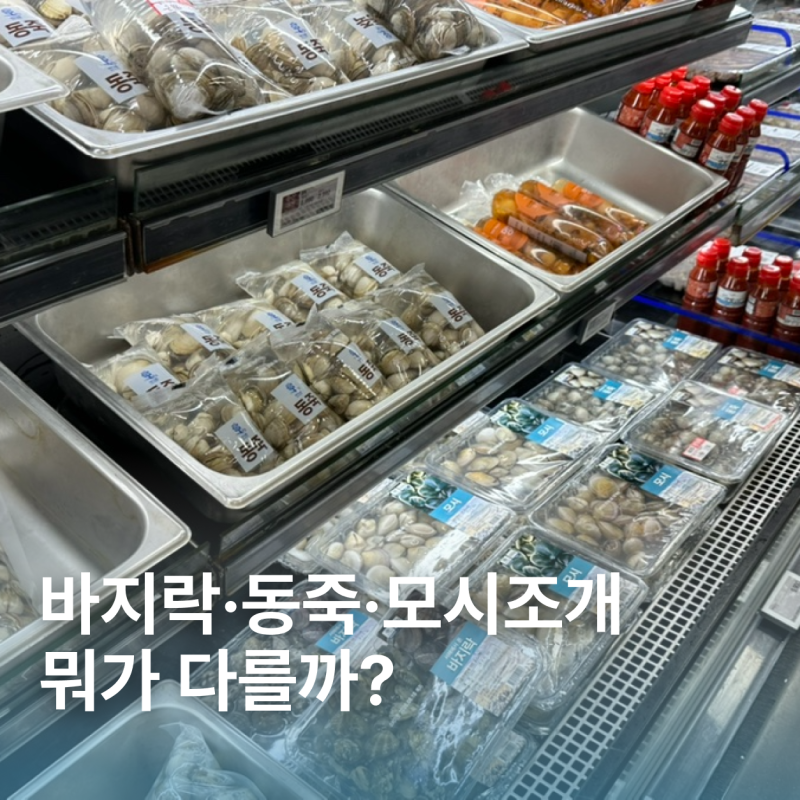 바지락 동죽 모시조개 차이 | 된장찌개·술찜엔 어떤 조개가 좋을까