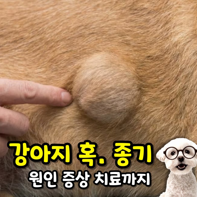 강아지 몸에 혹·종기 왜 생길까? 원인부터 증상과 치료까지