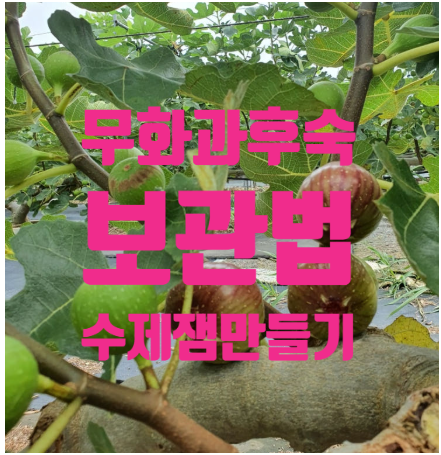 무화과 후숙될까? 보관법과 먹는 법 총정리