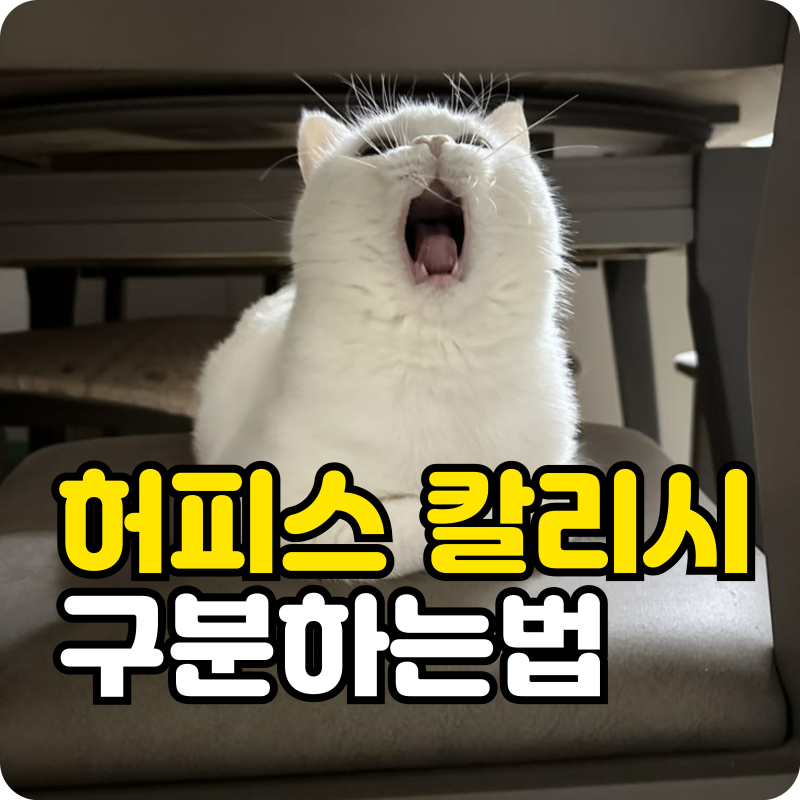 고양이 감기 증상, 단순 재채기일까? 허피스 칼리시 차이점과 구분법