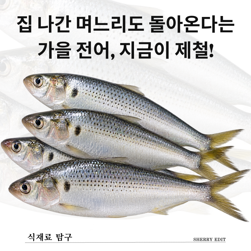 가을 전어 제철 언제일까? 금어기부터 고르는 법까지