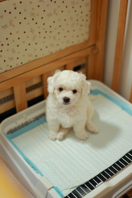 강아지 배변훈련, 혼내지 않고 성공하는 4단계