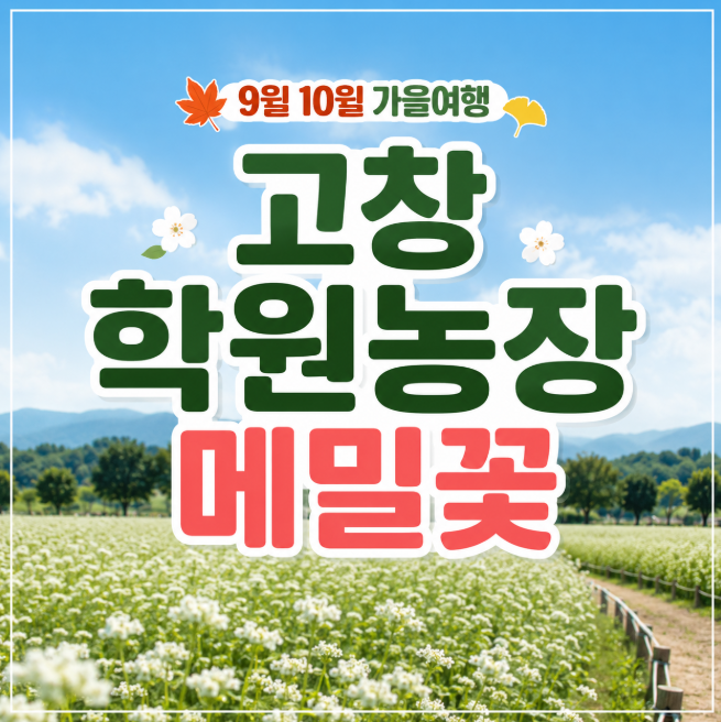 고창 가볼만한곳 학원농장 메밀꽃 개화시기 9월 10월 가을여행