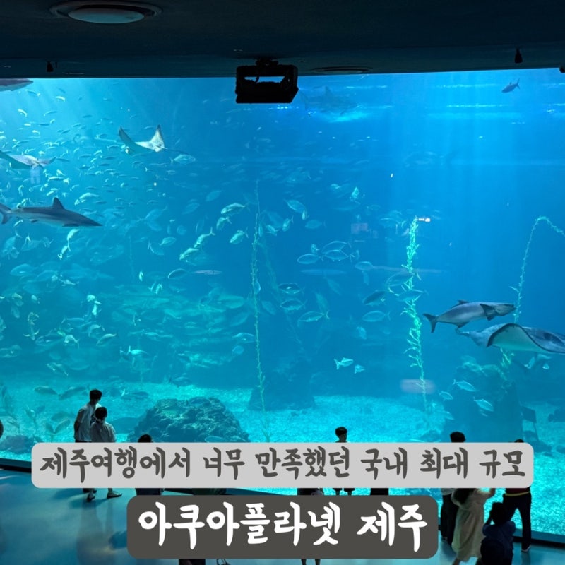 [제주] 국내 최대 규모 아쿠아리움을 보유한 ‘제주 아쿠아플라넷’ 방문 TIP