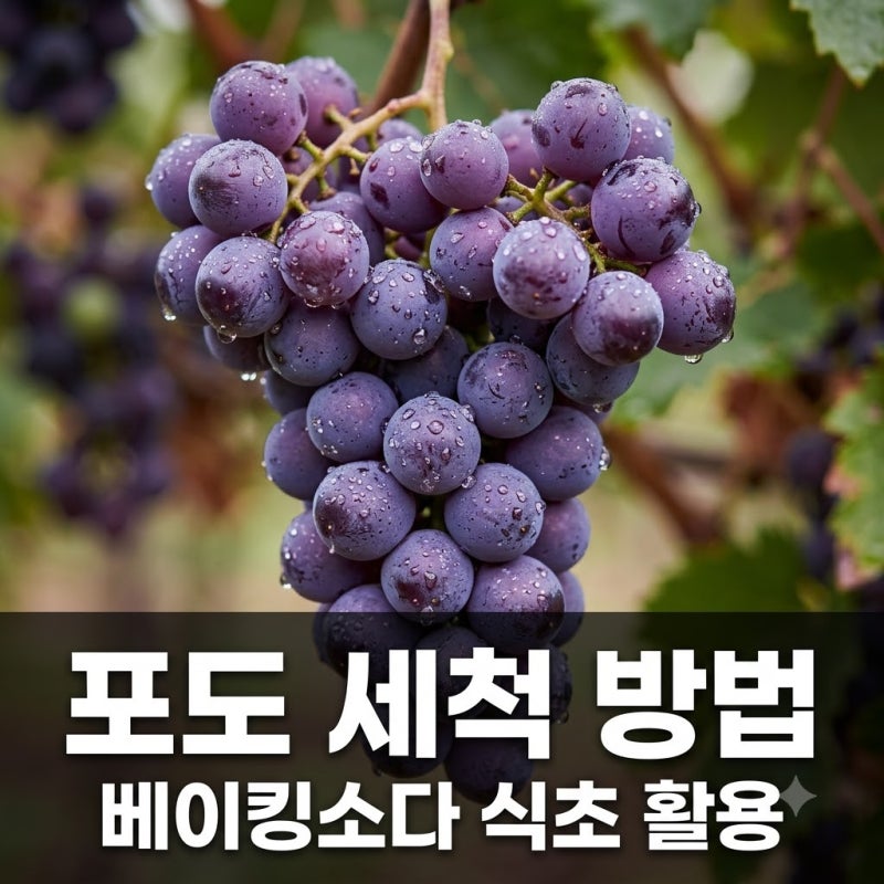 포도 세척 방법 베이킹소다 식초로 알맹이까지 깨끗하게 씻기