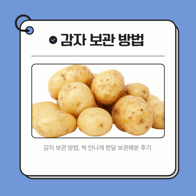 감자 오래 보관하는법, 싹 안나게 한달 보관해본 후기