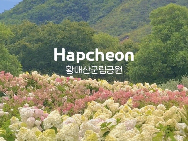 [경남 합천] 황매산 수국 만개｜목수국 라임라이트 개화 시기·꽃말•주차정보
