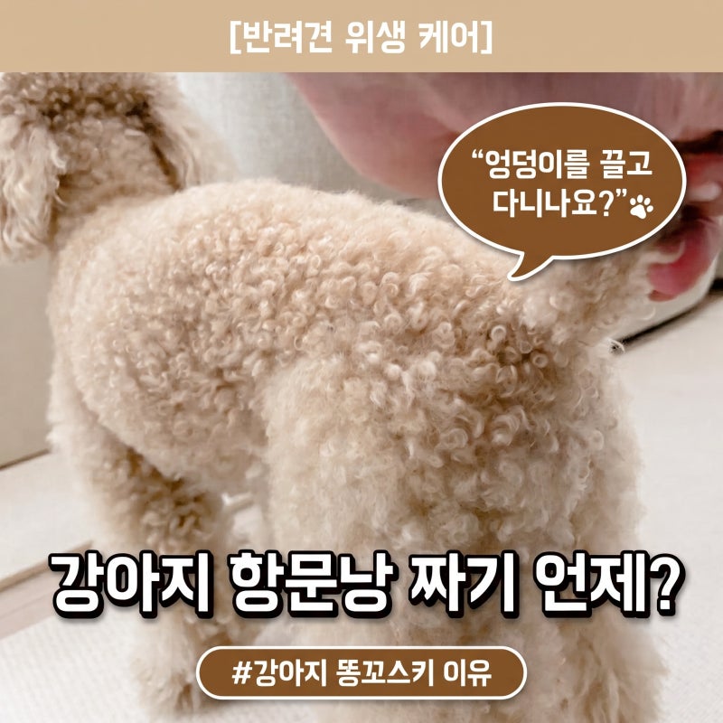 강아지 항문낭 짜기 언제가 좋을까? 강아지 똥꼬스키 이유