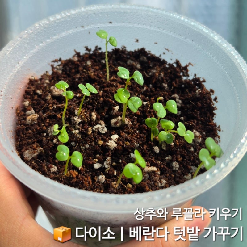 다이소 제품으로 베란다 텃밭 만들기, 상추 루꼴라 키우기