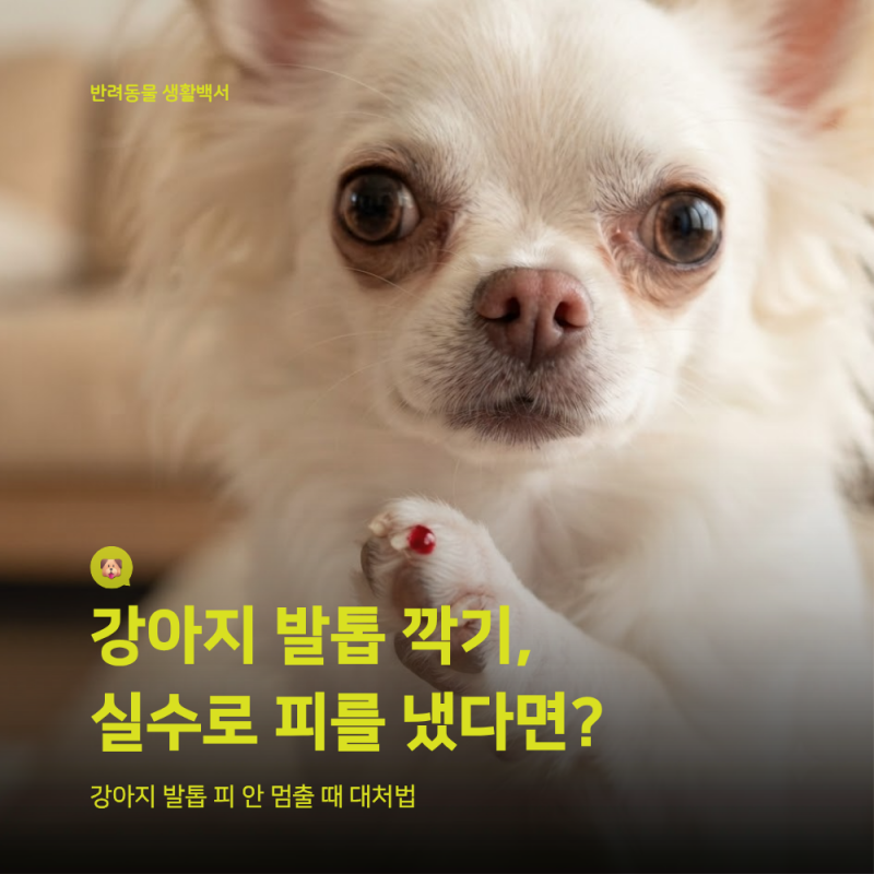 강아지 발톱 자르다 피가 날 때, 집에서 당황하지 않고 지혈하는 법과 병원 기준