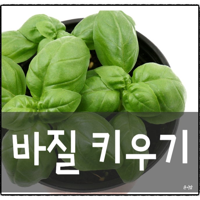 초보자 바질 키우기 키트 모종 화분 분갈이, 햇빛 흙 물주기 기간 총정리