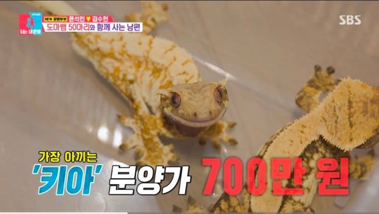 동상이몽 <b>윤석민</b>, 1마리 700만원 반려<b>도마뱀</b>만 50마리 충격 일상