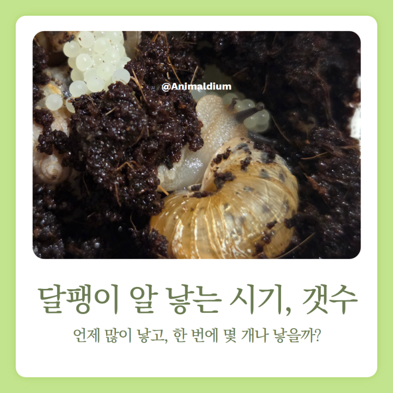 명주달팽이 알 낳는 시기, 한 번에 몇 개나 낳을까?