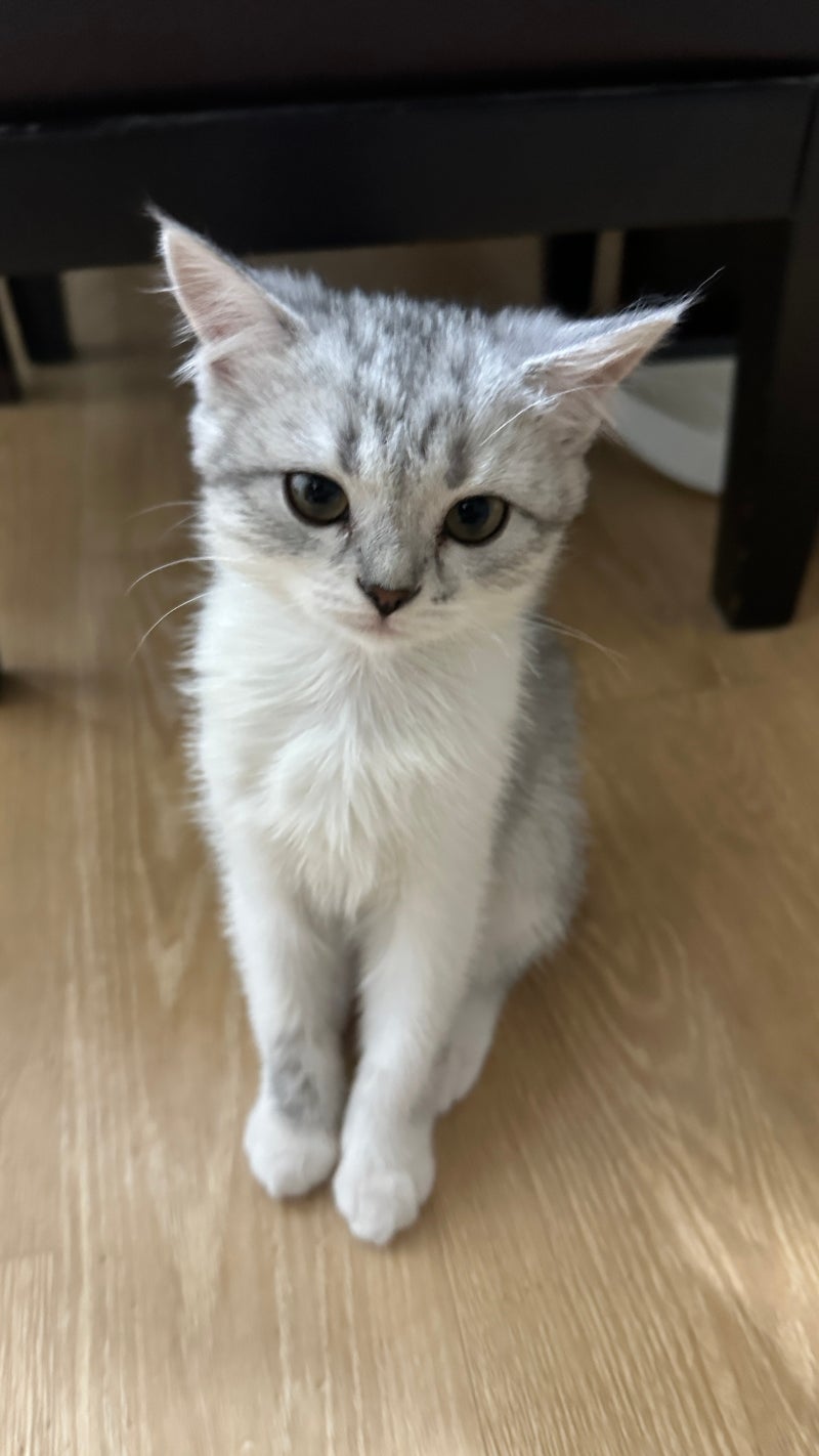 새끼 고양이 분양전. 엄마아빠 고양이 유전자 확인