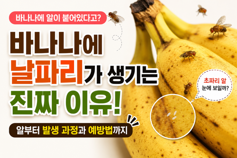 바나나에 날파리가 생기는 이유｜알이 붙어 있을까? 초파리 발생 원인과 올바른 보관법