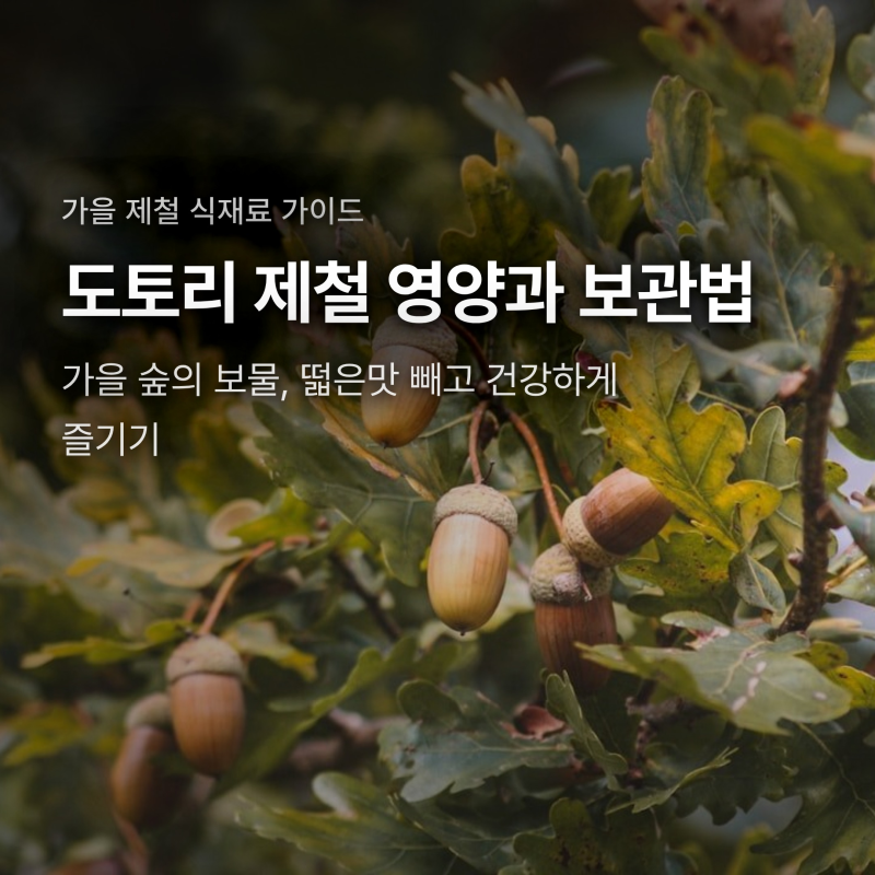 도토리 제철 수확시기와 효능, 떫은맛 빼는 손질법과 보관 노하우