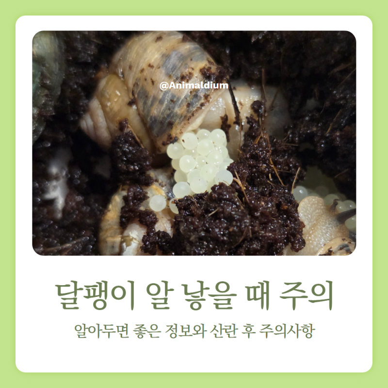 명주달팽이 알 낳기, 한 번 낳으면 계속 낳는 이유와 주의사항