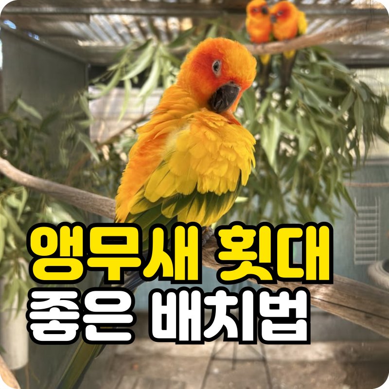 앵무새 키우기 용품 횟대 잘못 쓰면 발가락 변형? 올바른 배치법 총정리