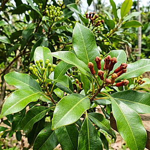 [IHRA 향료] 클로브(Clove): 향수 속 독특한 스파이시 정체 [스파이시 노트 #8]