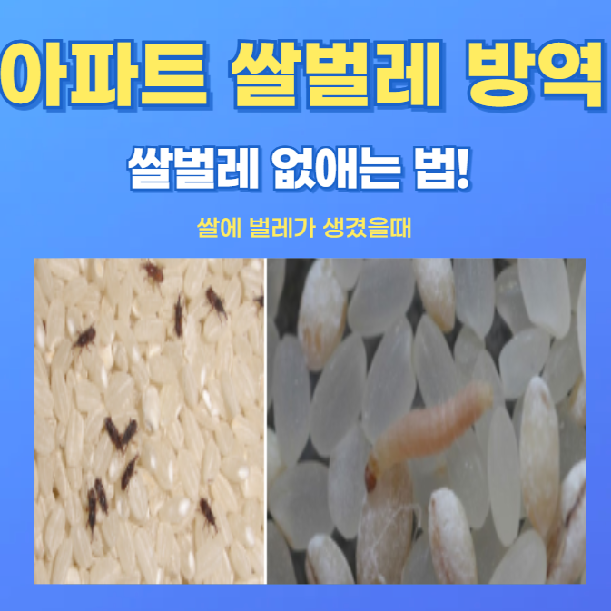 쌀 벌레 없애는 법! 화랑곡나방 완벽 퇴치 및 보관 꿀팁!