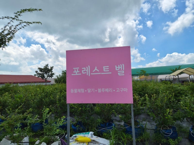 용인 포레스트벨 체험농장｜동물 먹이주기부터 미꾸라지·수확체험까지 아이와 다녀온 후기