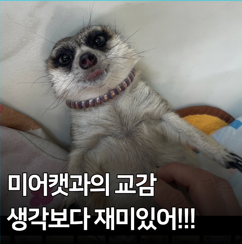 데이트 할때 가기 좋은 홍대 미어캣 서울 여우카페 라쿤 카페 프렌즈 카페 직접 가보고 생각....