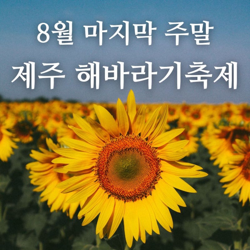 [2026년 8월]이번 주말 제주 어디갈까? 영천동 해바라기축제 일정 총정리