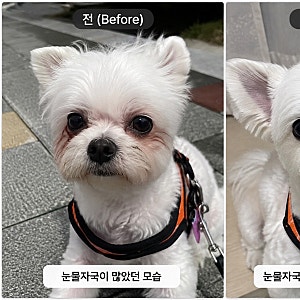 강아지 눈물 자국 없애는 방법