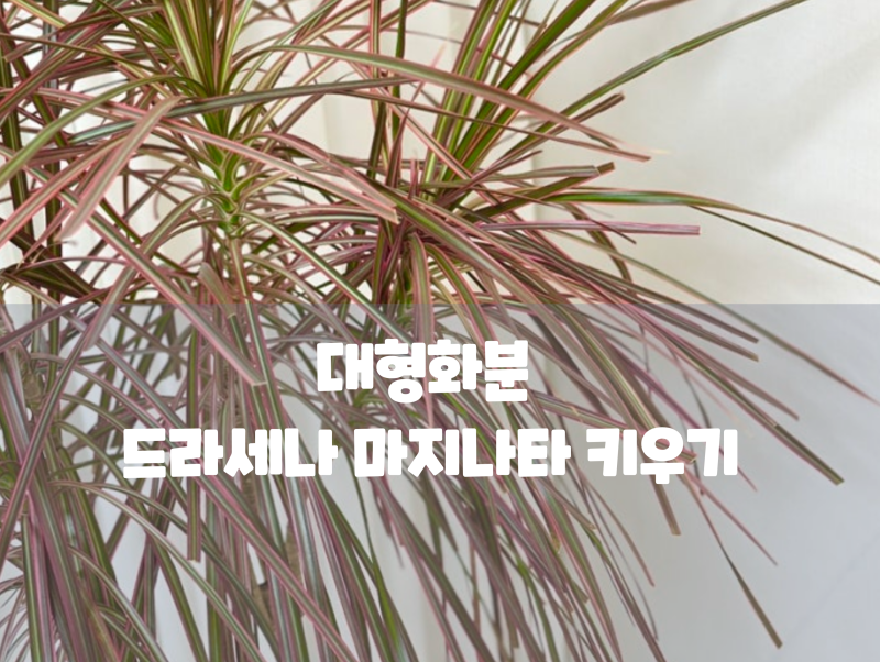 대형화분 드라세나 마지나타 키우기 물주기부터 잎끝 마름 해결법