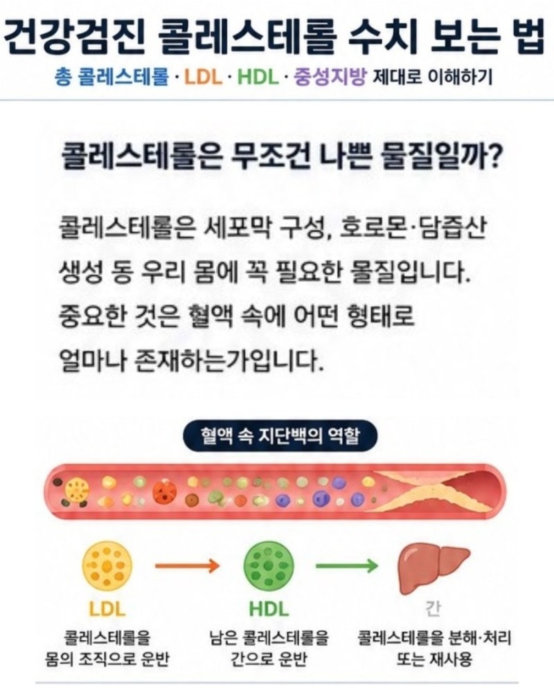 건강검진 콜레스테롤 수치 보는 법｜총 콜레스테롤·LDL·HDL·중성지방 제대로 이해하기