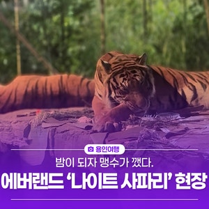 "밤이 되자 맹수가 깼다"… 에버랜드 '나이트 사파리'의 생생한 현장
