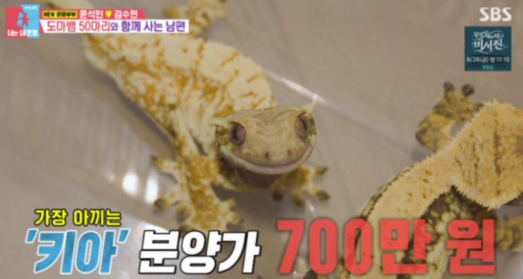 “집에 <b>도마뱀</b>이 50마리?”…<b>윤석민</b>, 야구보다 더 놀라운 근황