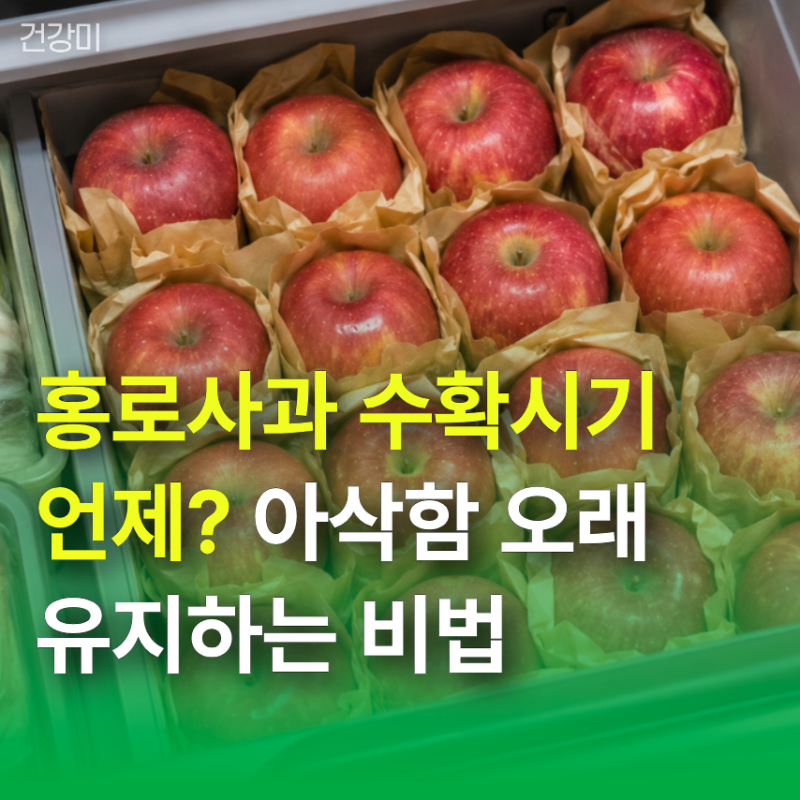 "홍로사과 수확시기 언제?" 아삭함 오래 유지하는 비법까지 총정리