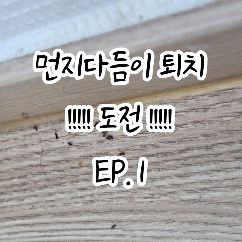 EP1.우리 집에 먼지다듬이? 섭? 벌레가 생겼어요…