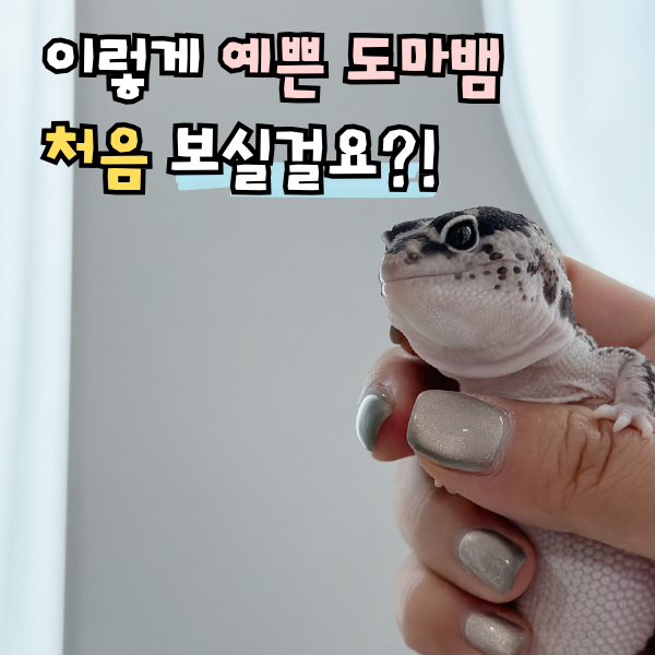 완벽한 애완도마뱀 펫테일게코 사육장 꾸미기